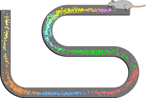 "Spatial firing patterns of 8 place cells recorded from the CA1 layer of a rat. The rat ran back and forth along an elevated track, stopping at each end to eat a small food reward. Dots indicate positions where action potentials were recorded, with color indicating which neuron emitted that action potential." (from Wikipedia)