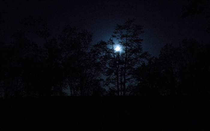 Nature_trees_dark_night_forest_moon_1920x1200
