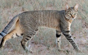 African wildcat, ancestor of the domestic cat